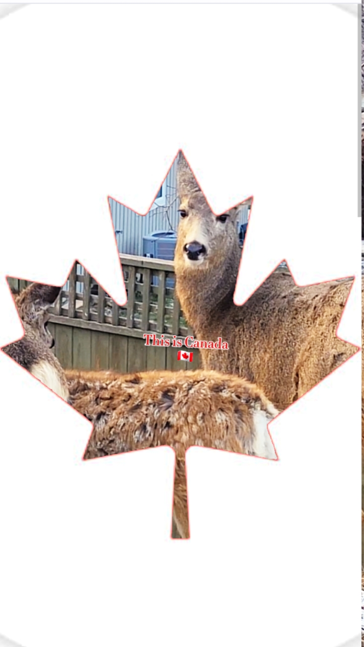 C'est le Canada 