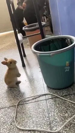 funny moments videos