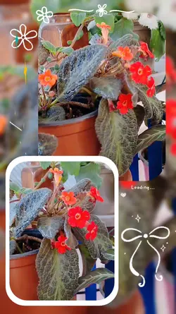 EPISCIA