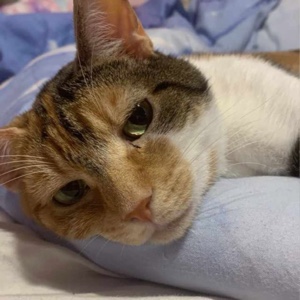 Kedi düzenleme