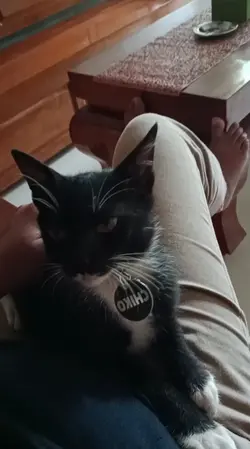 babukucing