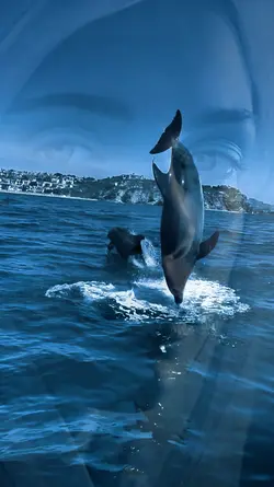 SIMPLY DOLPHINS 