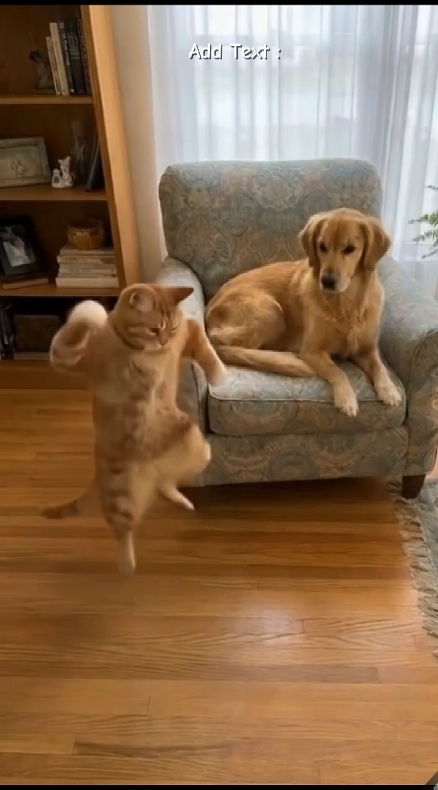 Dog And cat 