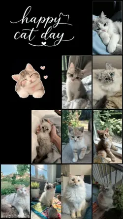 Cat Day 