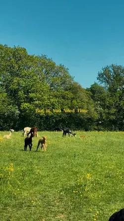 Daisies JustinBieber