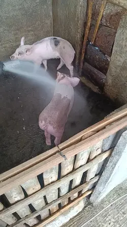 piggy