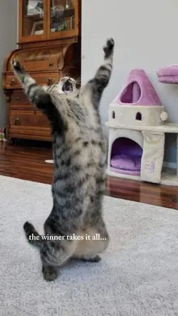 the winner takes it