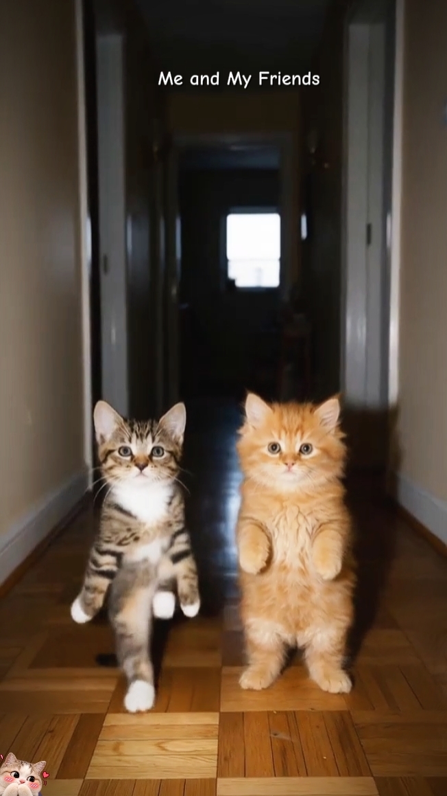 Cat Trend 