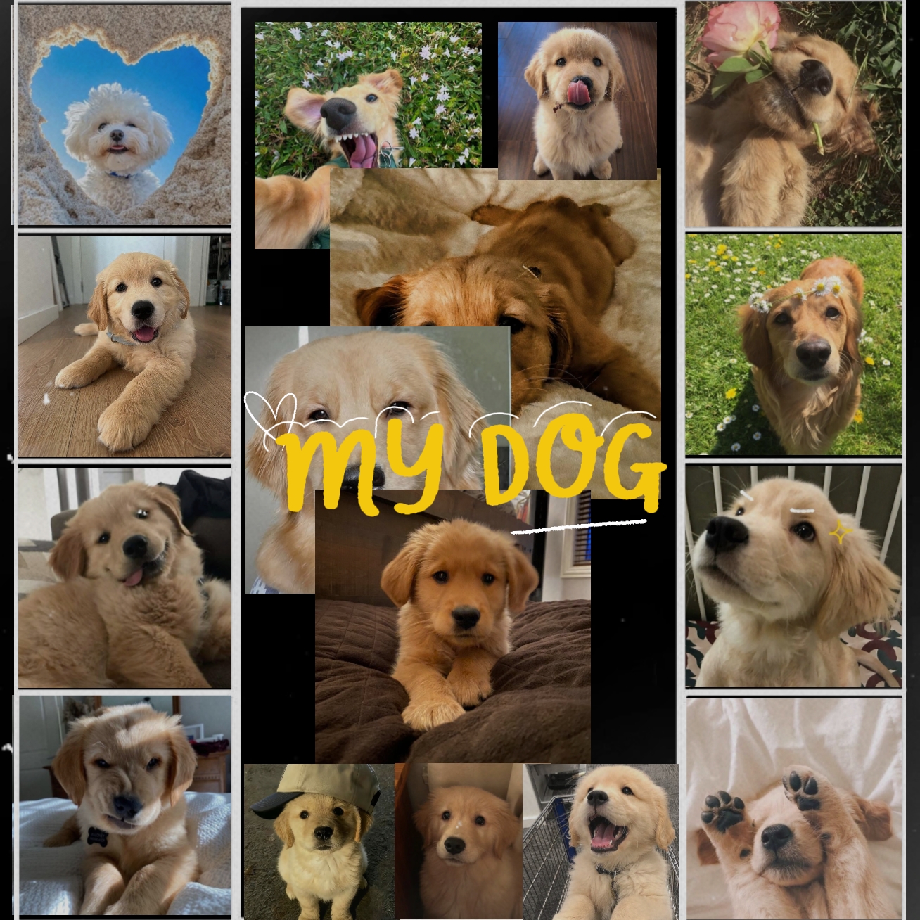 Mi Perro