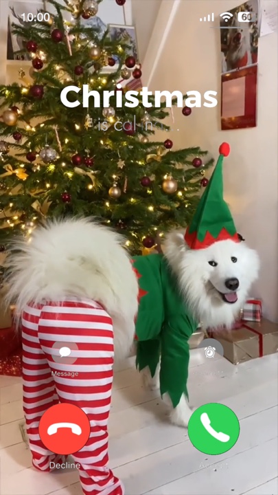 Animal de estimação de natal