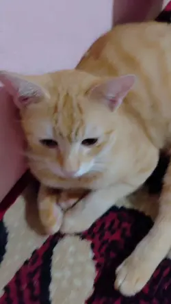 pelihara kucing