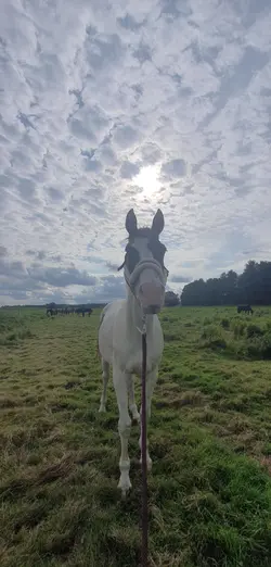 Stall Vlog