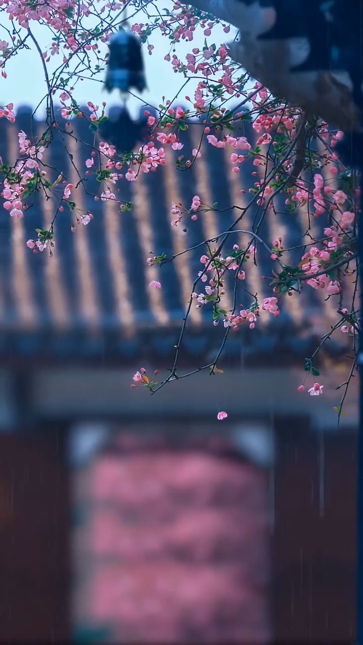 브이로그 진정🌼
