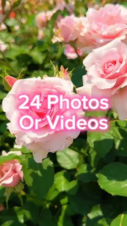 24 Photo Slides