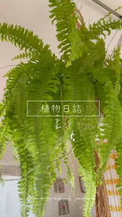 植物日誌📓写真4枚