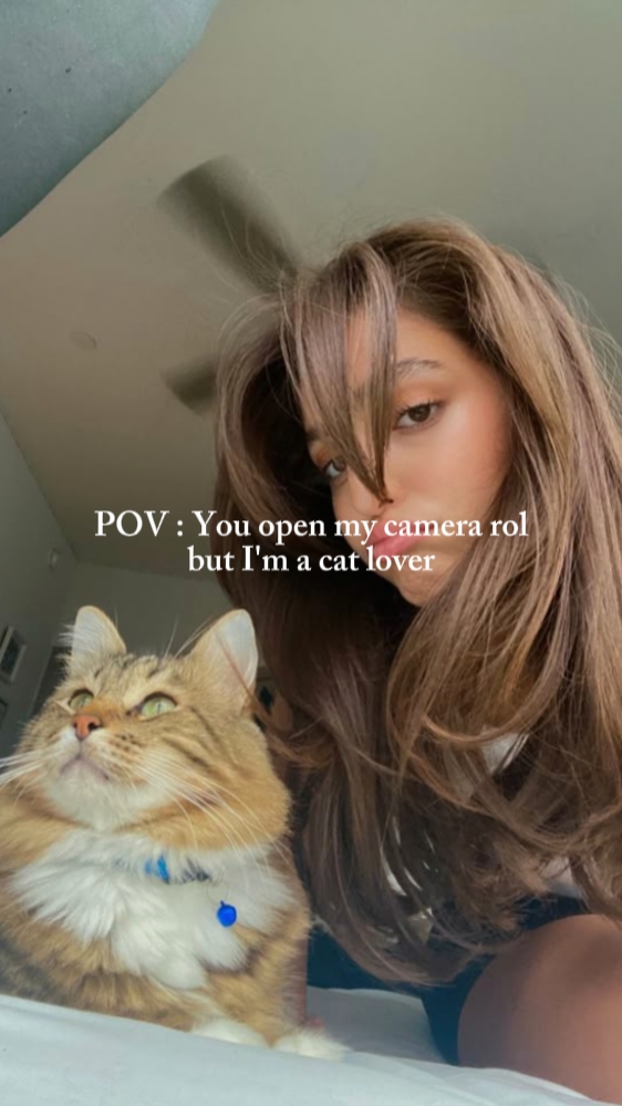 Pov: Eu sou um amante de gatos