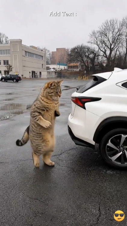 Funny Cat: 