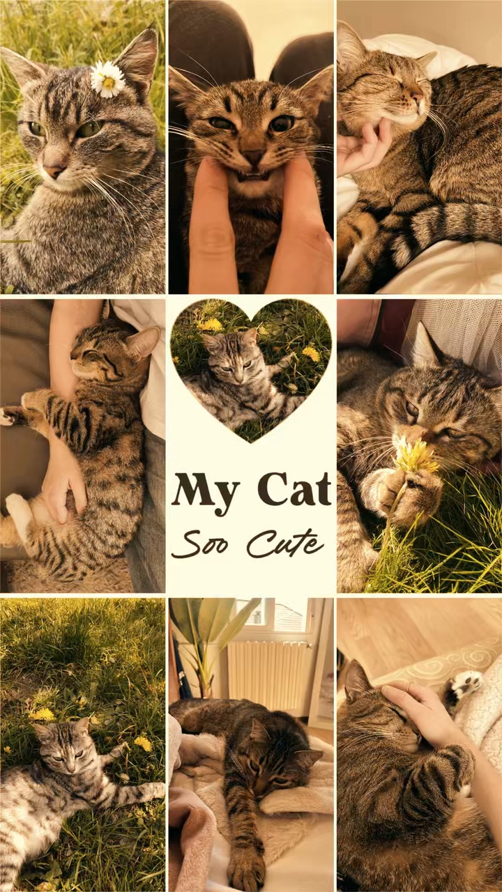 Meu gato 