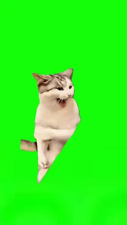 Karate Kitten 