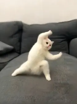 Kung-Fu cat comel