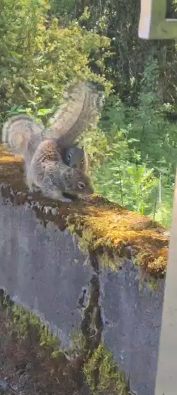 John Cena squirrel