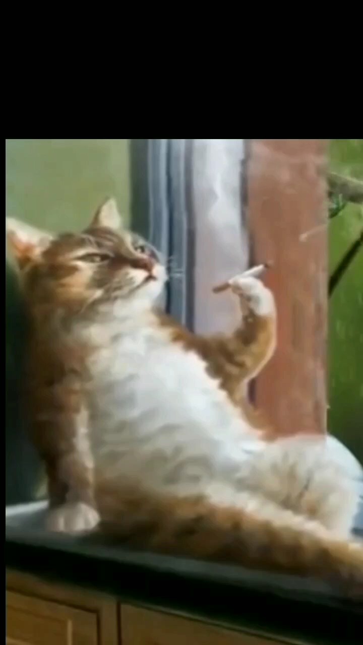funny cat
