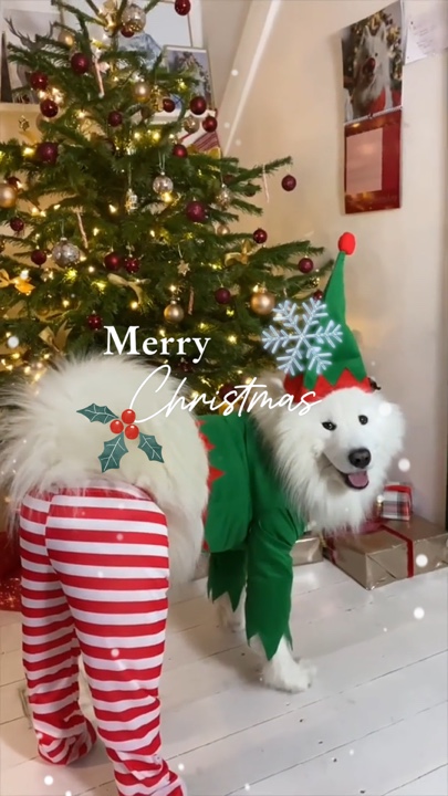 Animal de estimação de natal