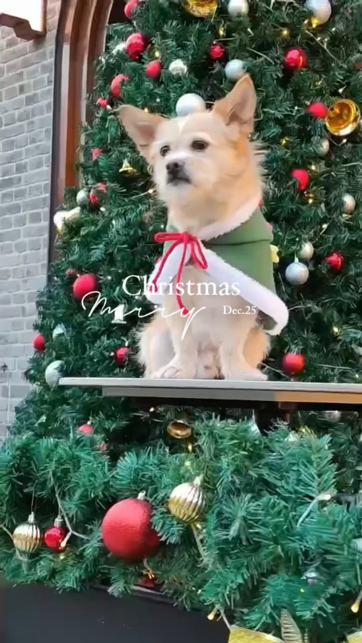 Animal de estimação de natal