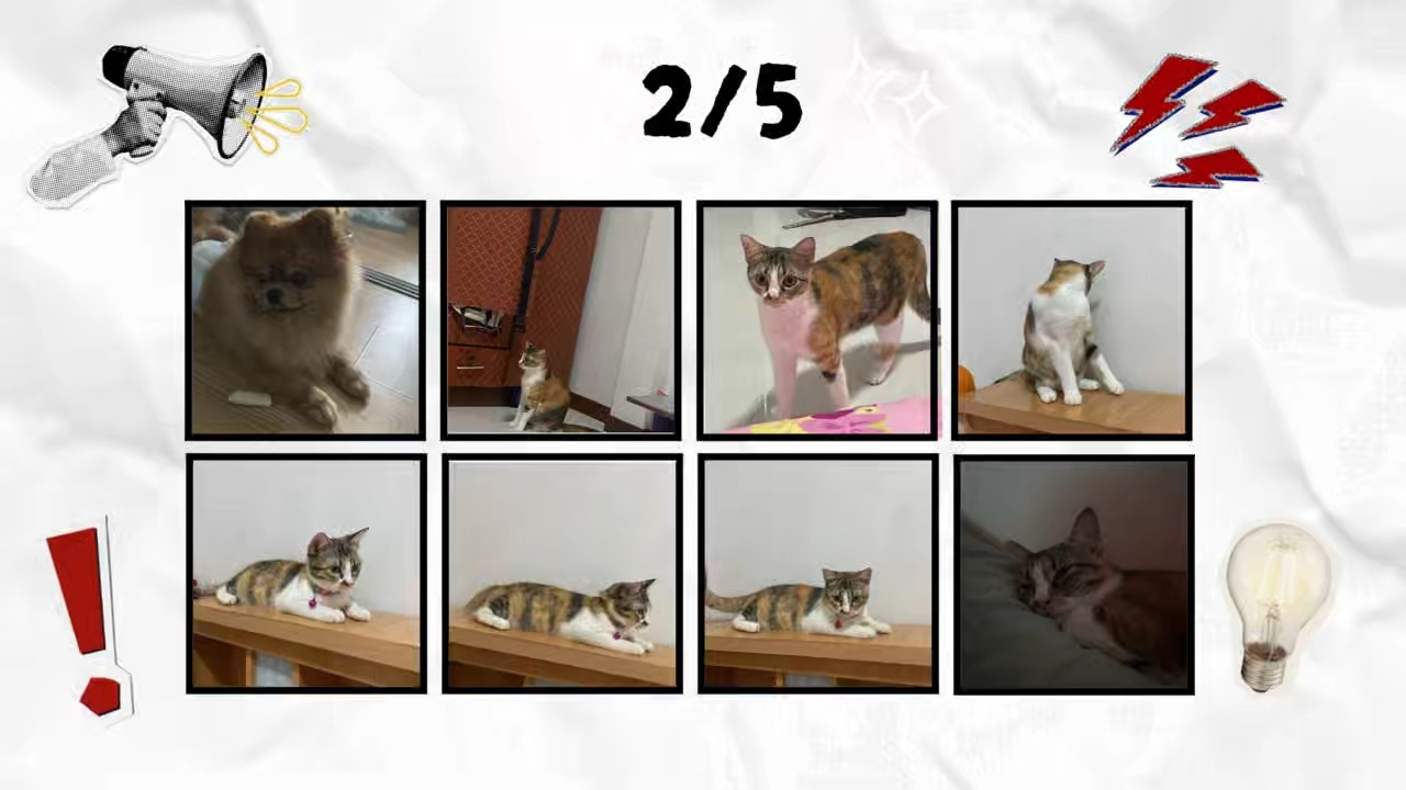 หมูหมากาไก่