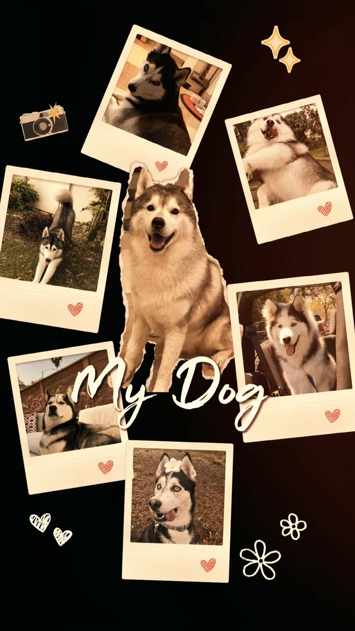 Meu Cachorro 