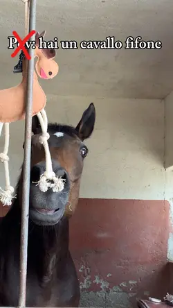 Cavalli fifoni