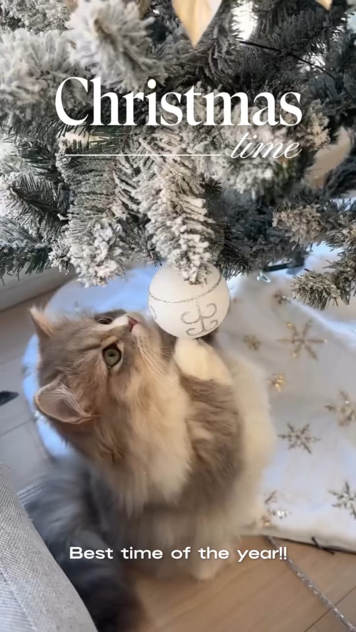 Weihnachtszeit🌲