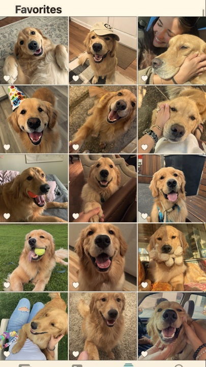 My pets 