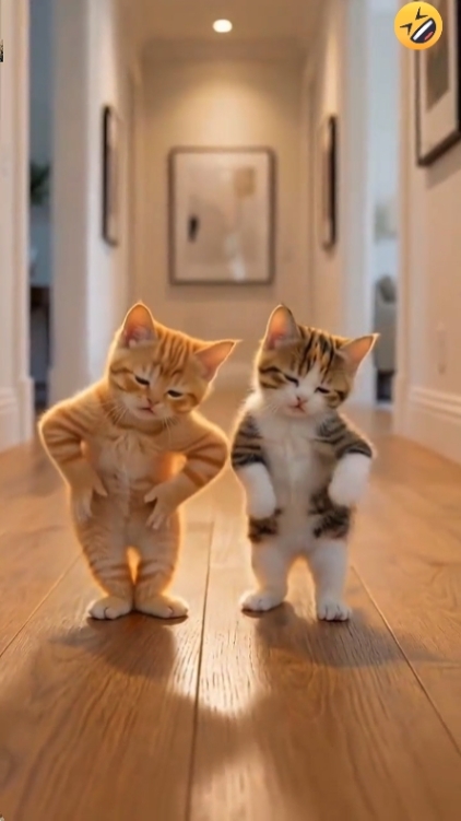 Gato Fofo. 