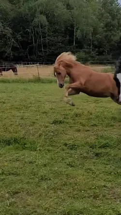 Horse SlowMo 