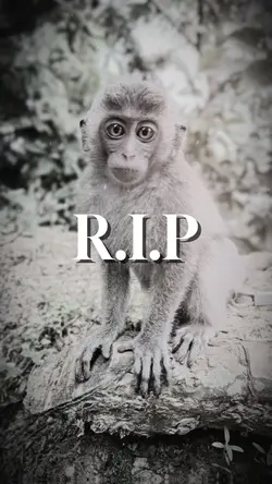 R.I.P
