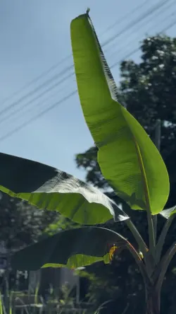 CINNAMON INSTRUMENTL