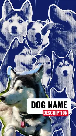 pet introduction