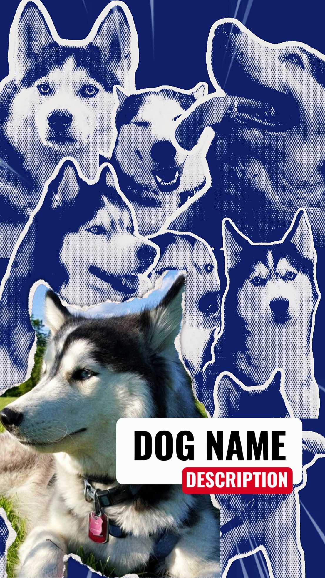 Introducción de mascotas