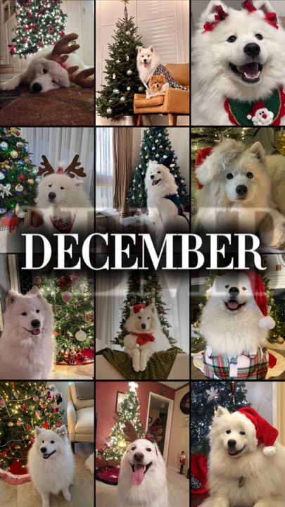 Animal de estimação de natal