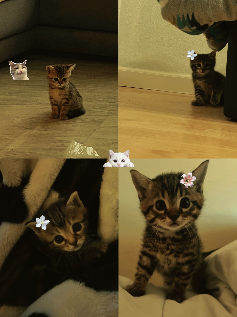 Lindo gato