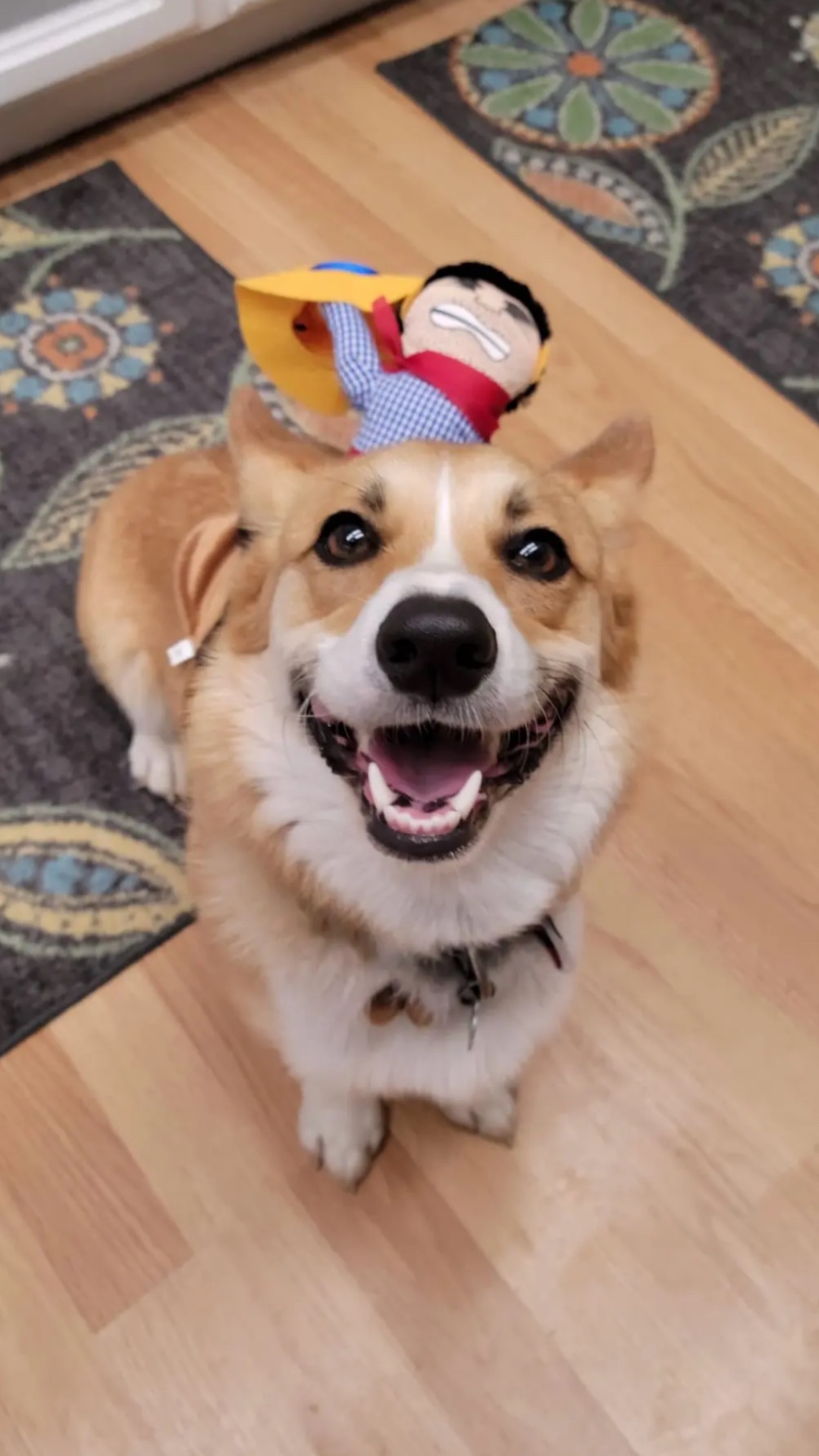 Moments Dog