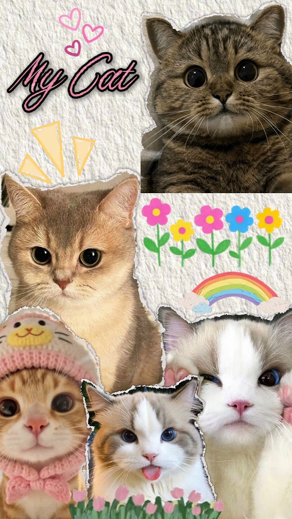 Chat mignon