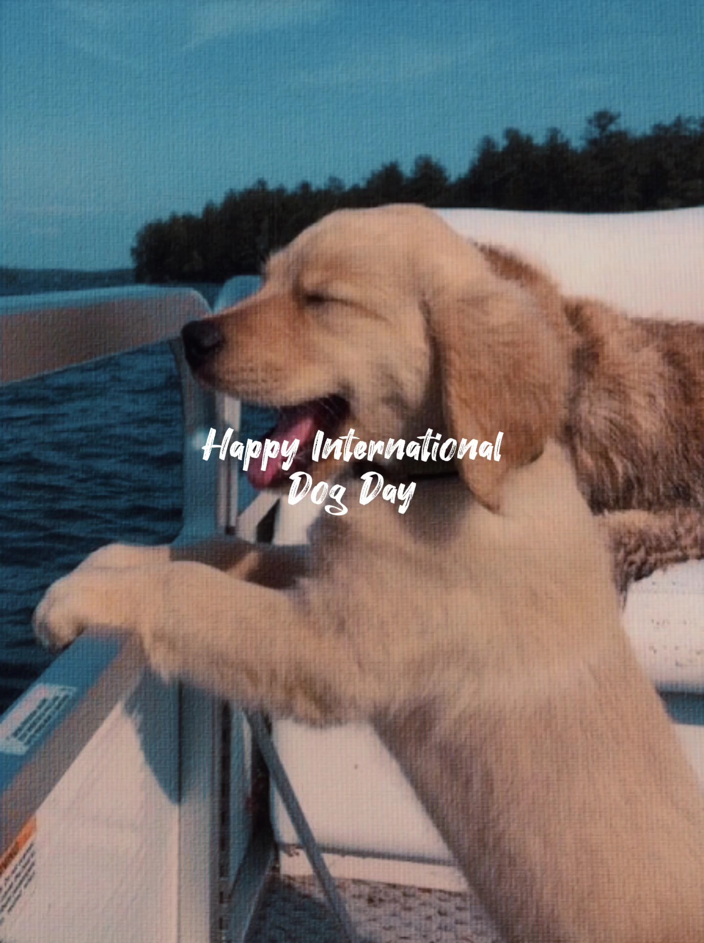 DIA DO CACHORRO