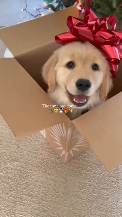 Mascota navideña