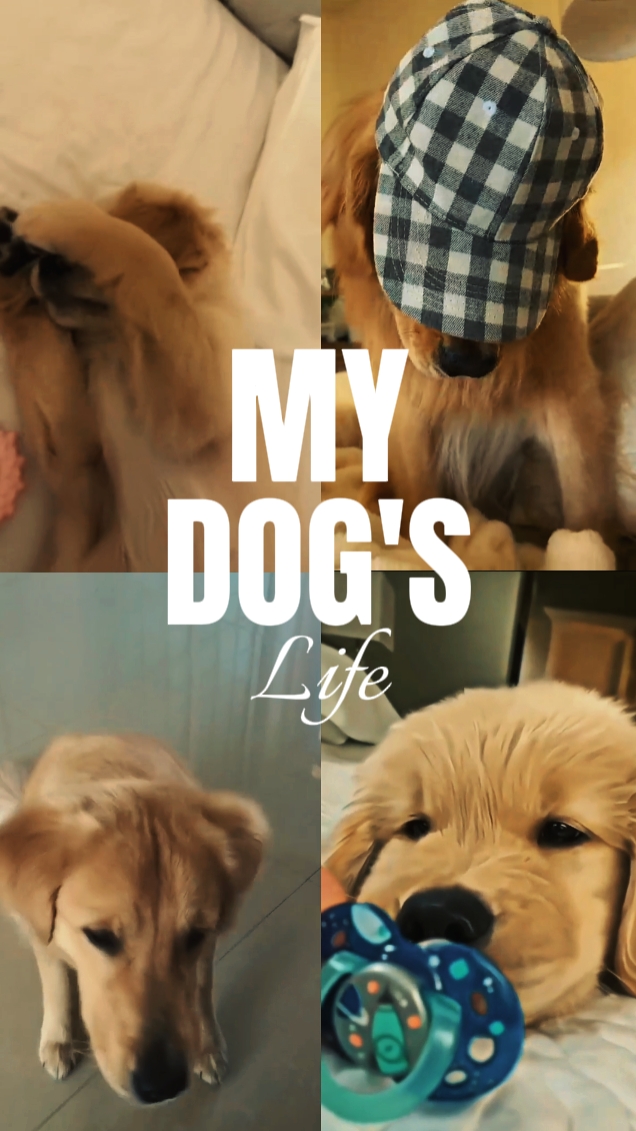 Mi Perro