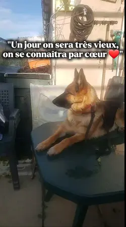 toute mv ce chien