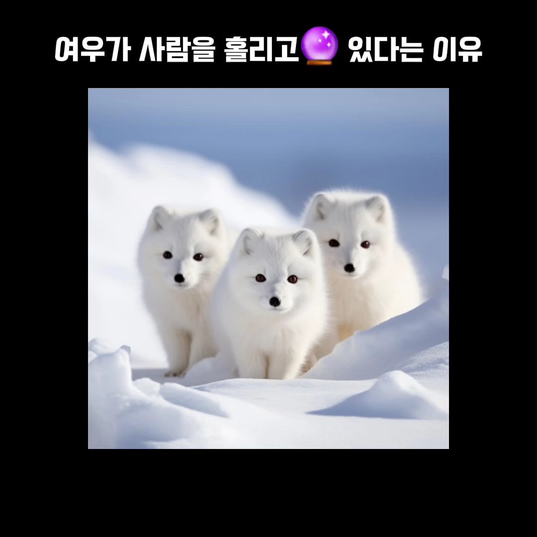 여우가 사람을 홀리고 있다는 이유