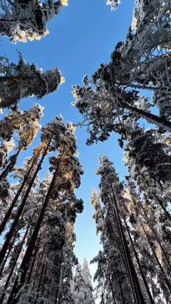 Whispers of Winter |