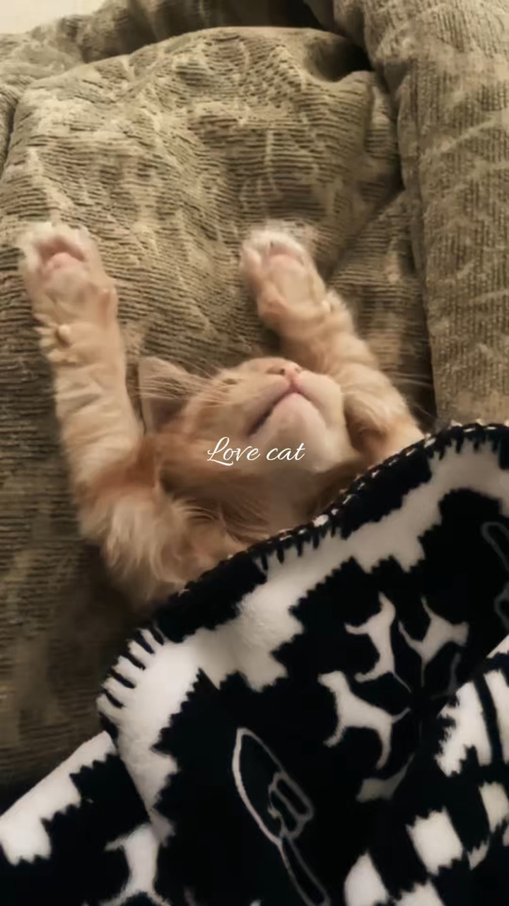 Love cat 